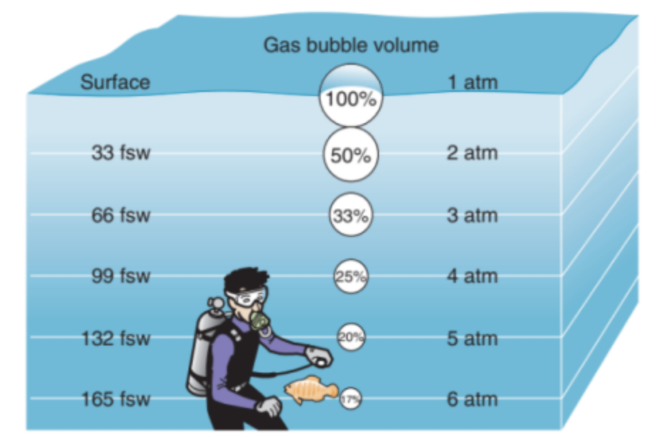 Graphic showing Boyle's Law how diving affects the human body at different depths