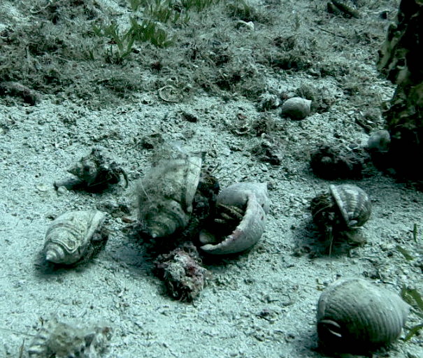 hermit-crabs-fight